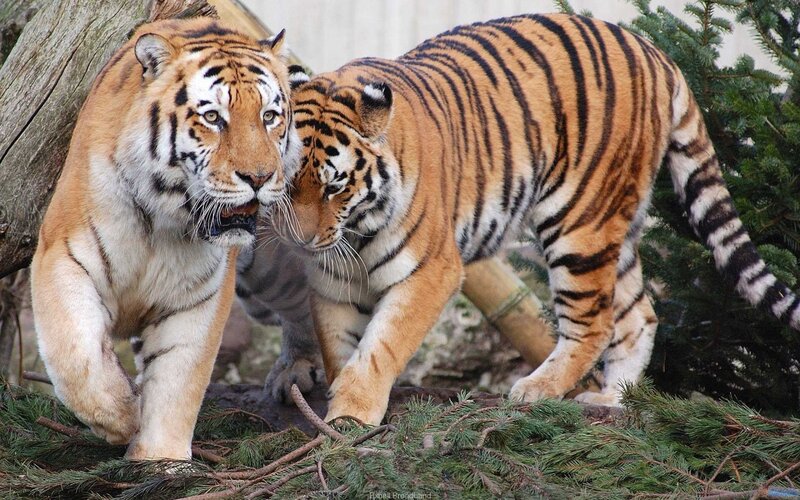 Two Tigers Walking — Orange, Natural, Photograph