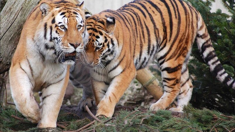 Two Tigers Walking — Orange, Natural