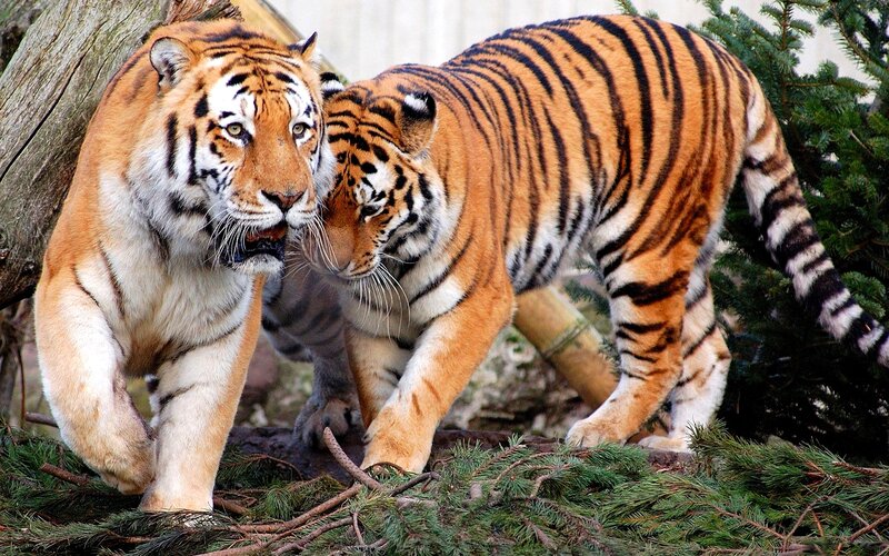 Two Tigers Walking — Orange