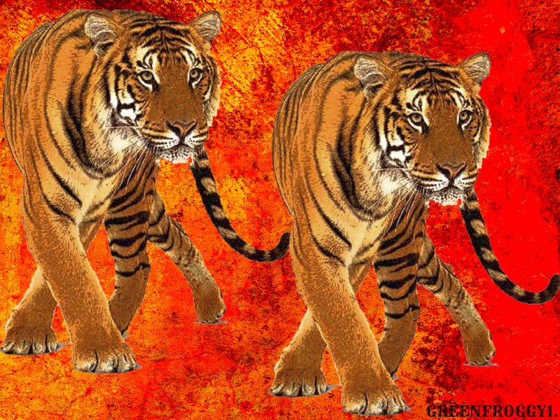 Two Tigers Walking — Red