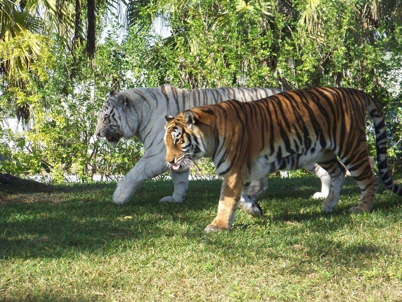 Two Tigers Walking