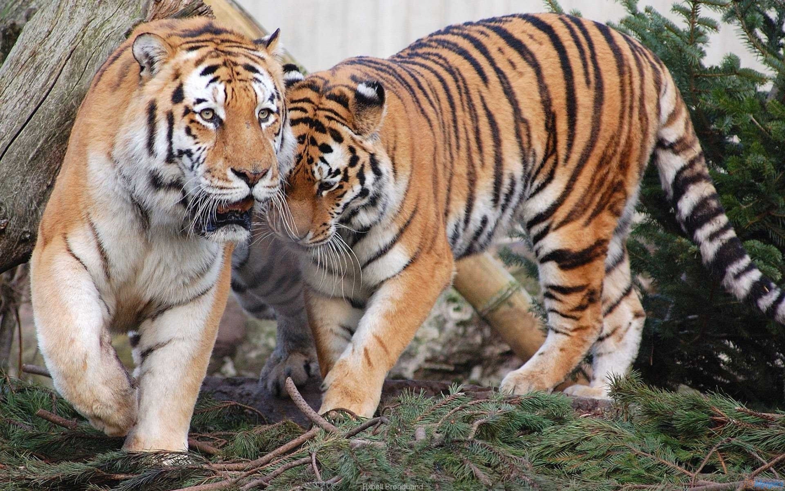 Two tigers walking together