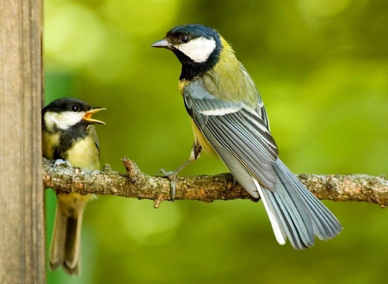 Two tit birds on a branch
