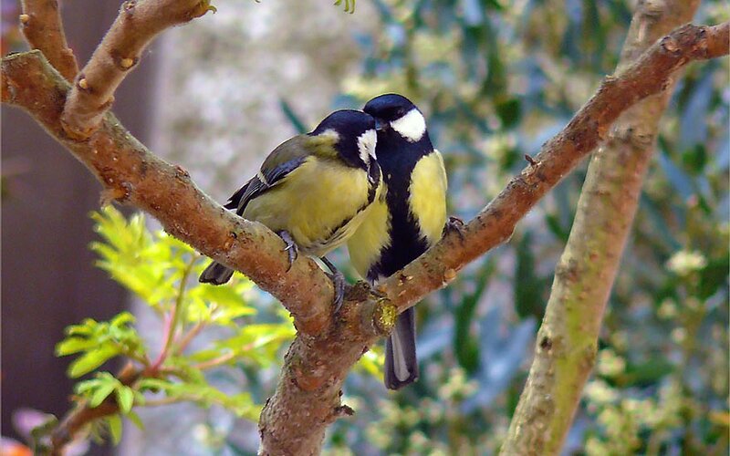 Two Tit Birds on Branch — Brown
