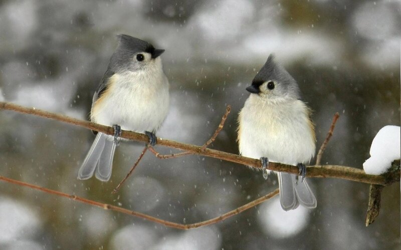 Two Tit Birds on Branch — Gray, Calm