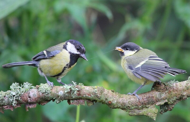Two Tit Birds on Branch — Green, Natural