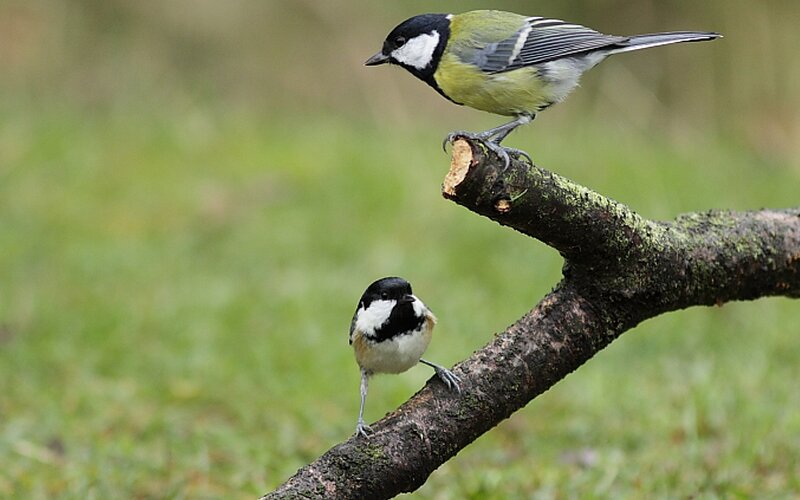 Two Tit Birds on Branch — Green