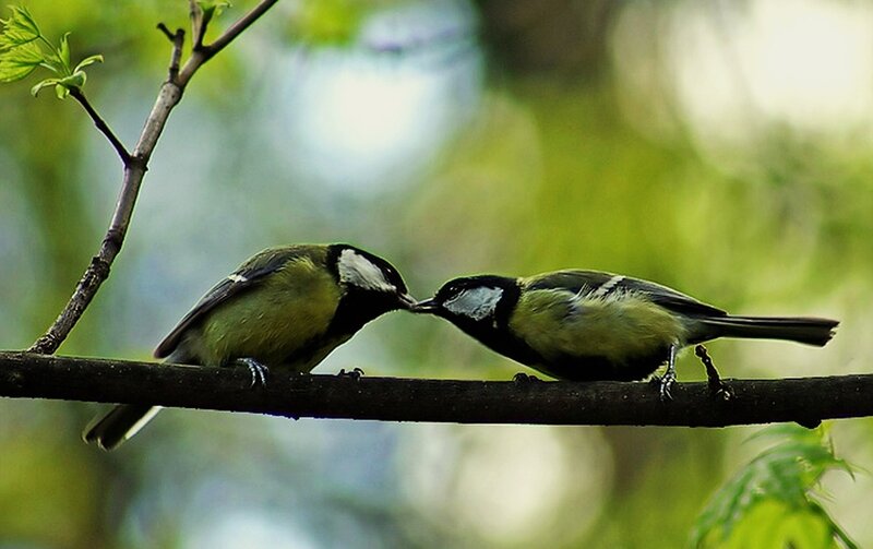 Two Tit Birds on Branch