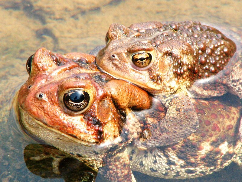 Two toads in water