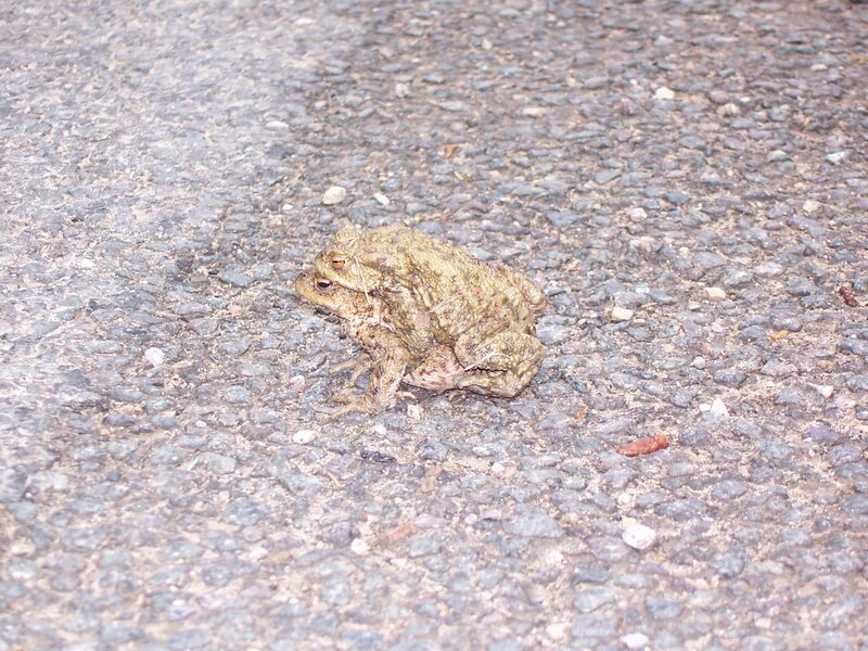 Two Toads Mating — Brown
