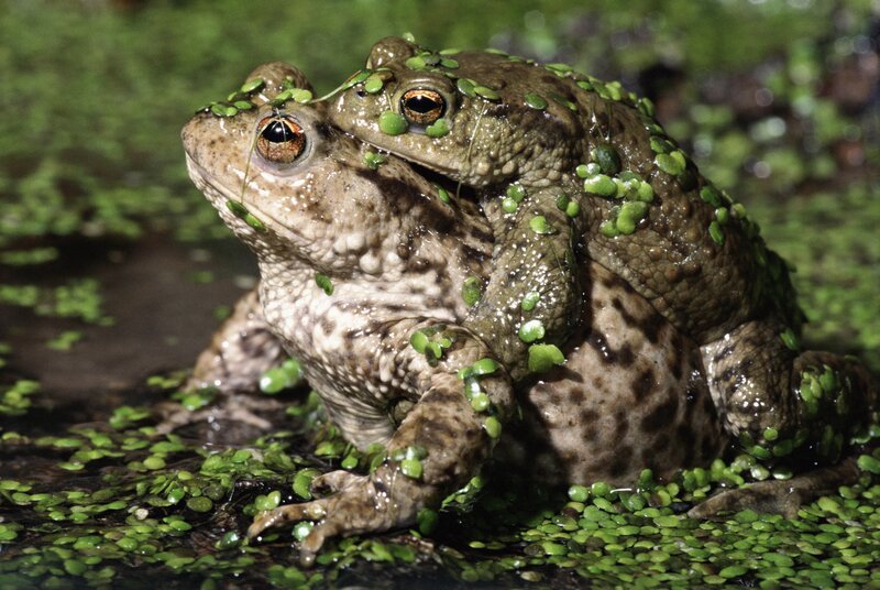 Two toads mating in pond
