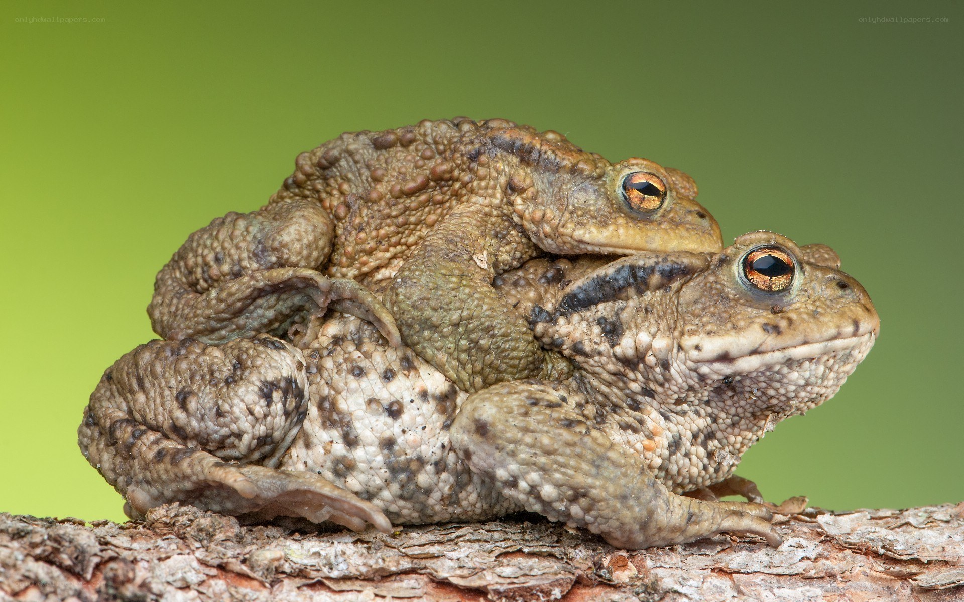 Two toads mating on a branch