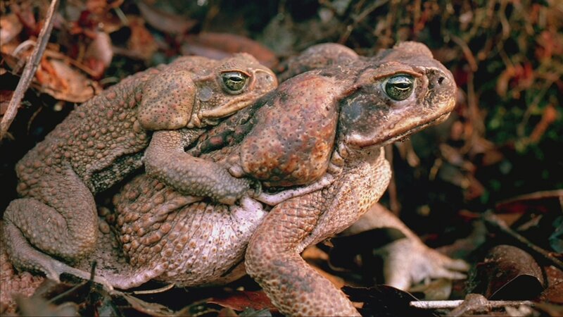 Two Toads Mating
