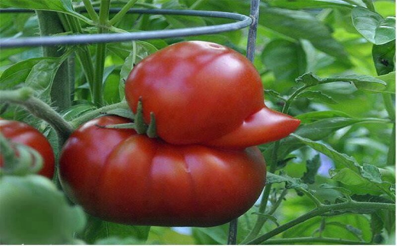 Two Tomatoes on Vine