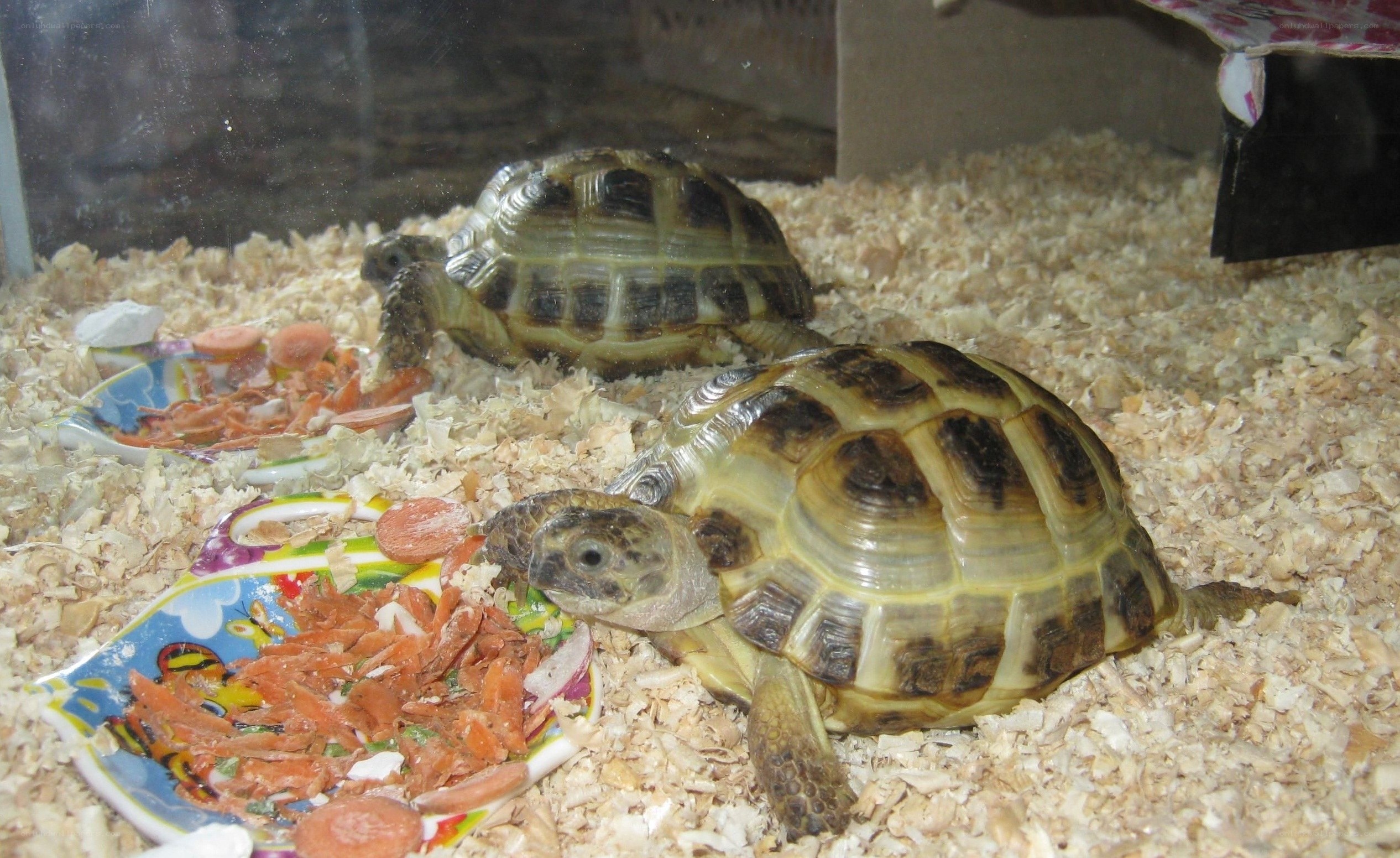 Two tortoises in a terrarium