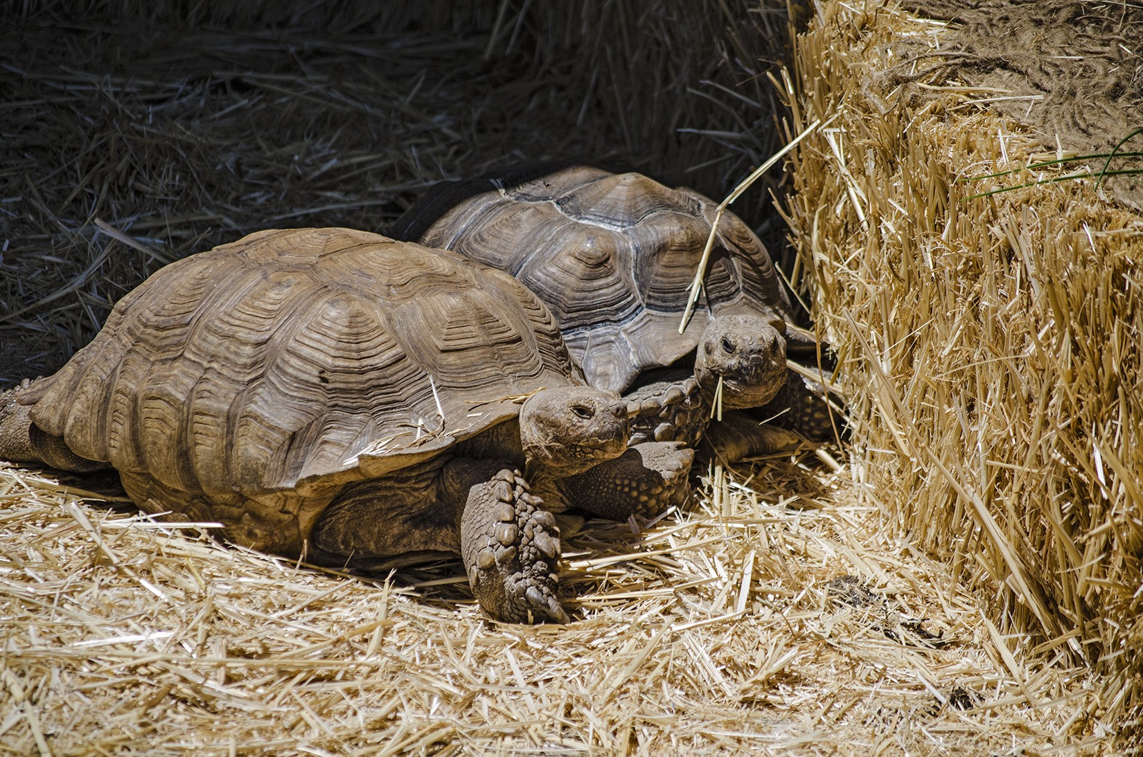 Two tortoises in hay