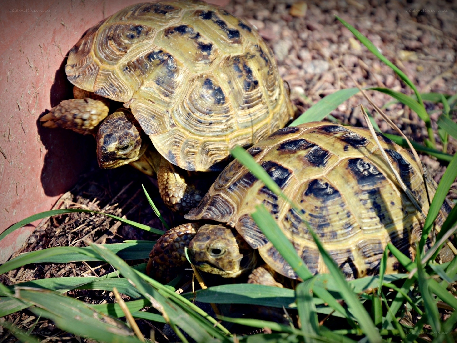 Two tortoises in the grass
