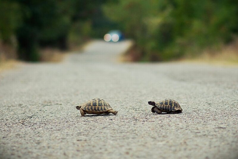 Two Tortoises on Road