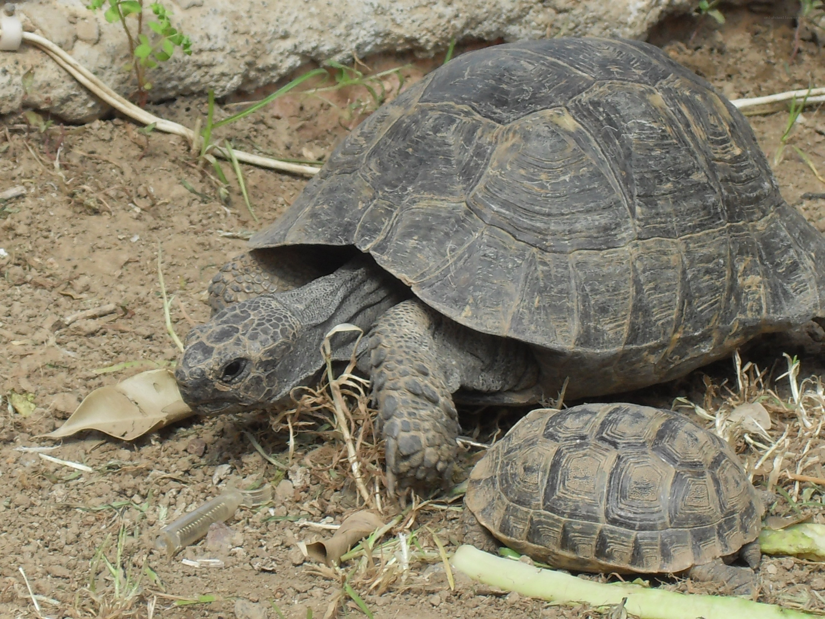 Two tortoises on the ground