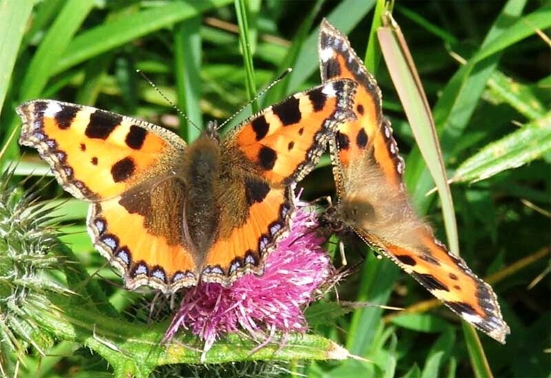 Two Tortoiseshell Butterflies
