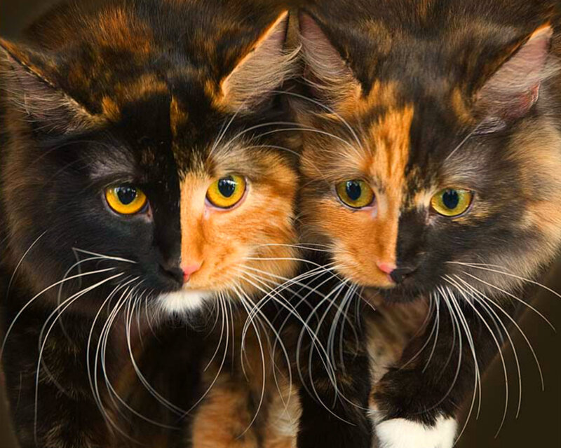Two Tortoiseshell Cats