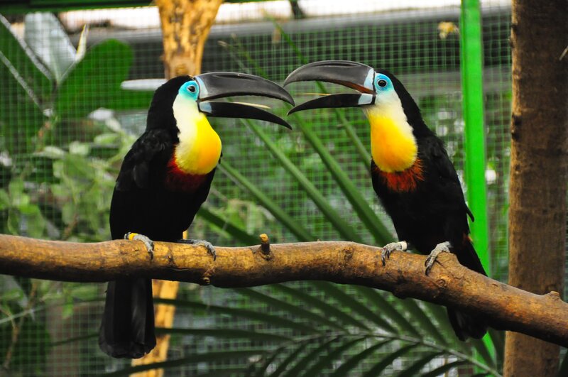 Two toucans on a branch