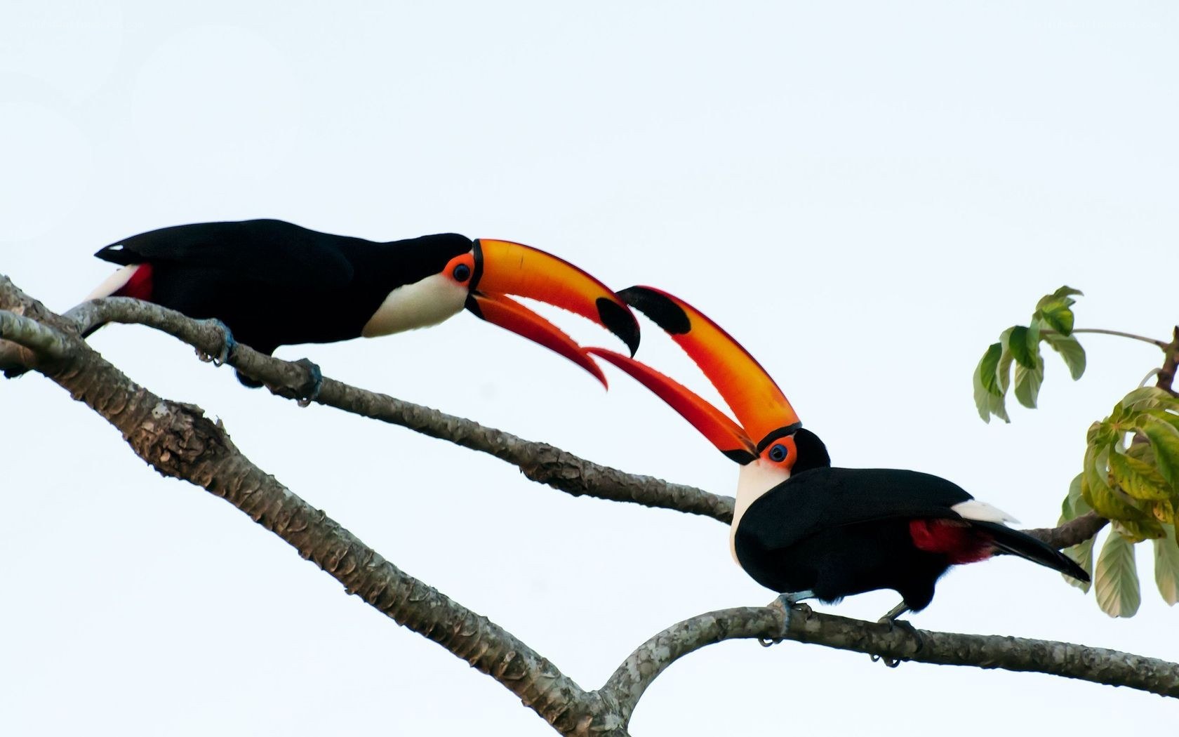 Two toucans on a branch