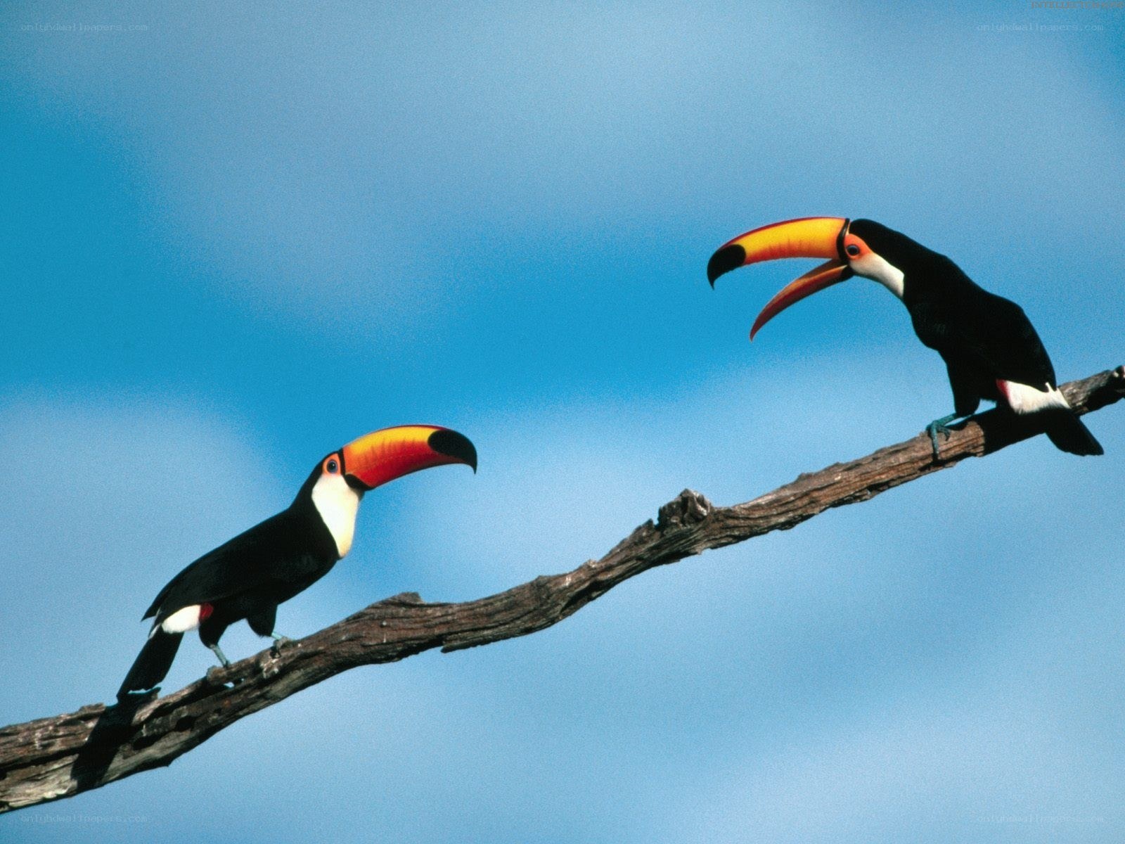 Two toucans on a branch