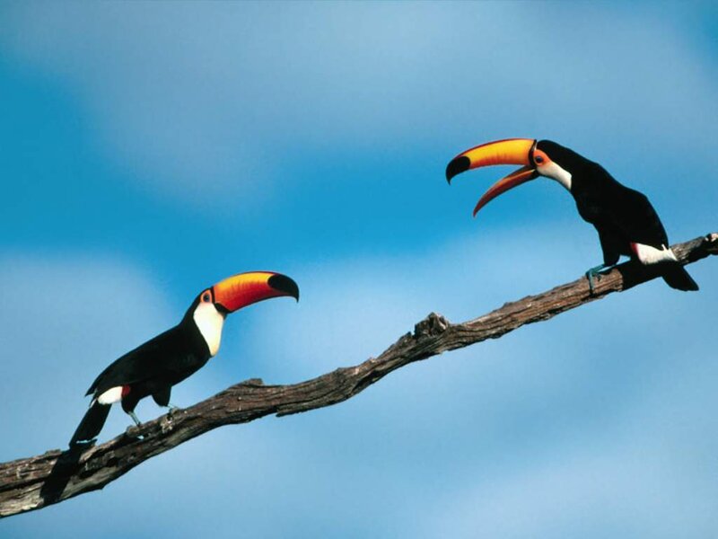 Two toucans on a branch