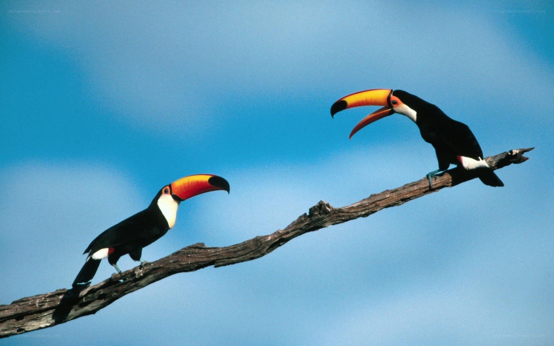 Two toucans on a branch