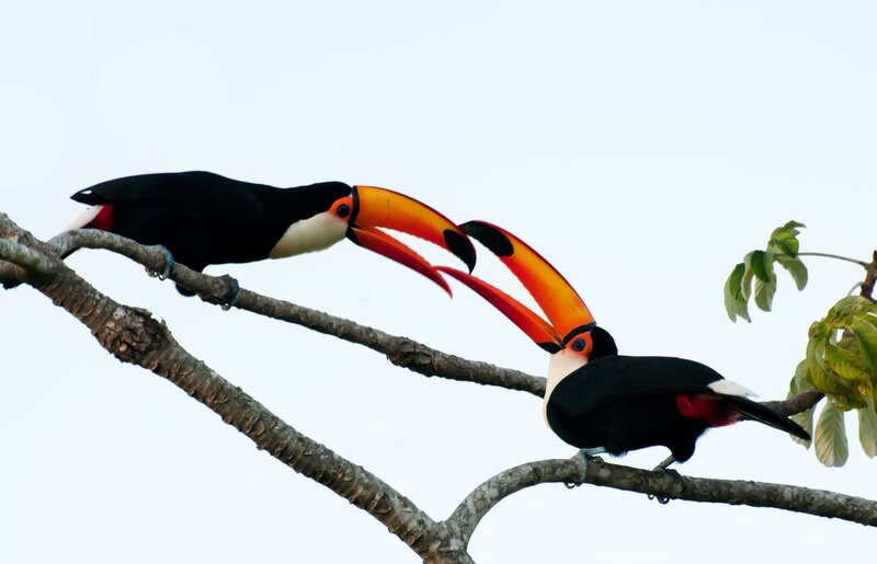Two Toucans on Branch — Black, Calm