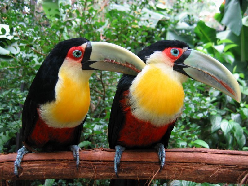 Two Toucans on Branch — Black