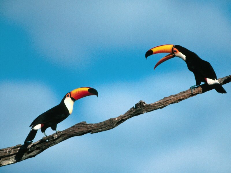 Two Toucans on Branch — Blue, Calm, Afternoon, Photograph, Sky