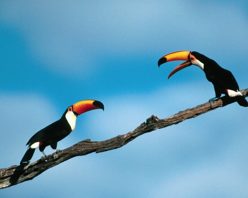 Two Toucans on Branch — Blue, Calm, Afternoon