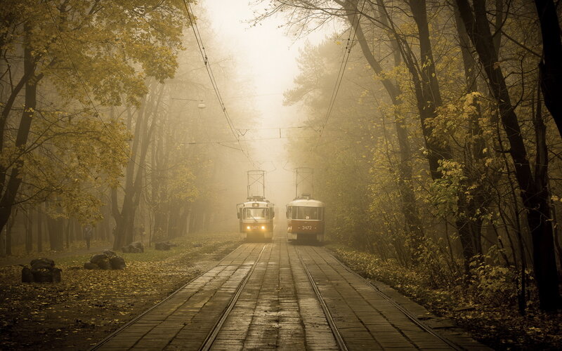 Two Trams in Forest