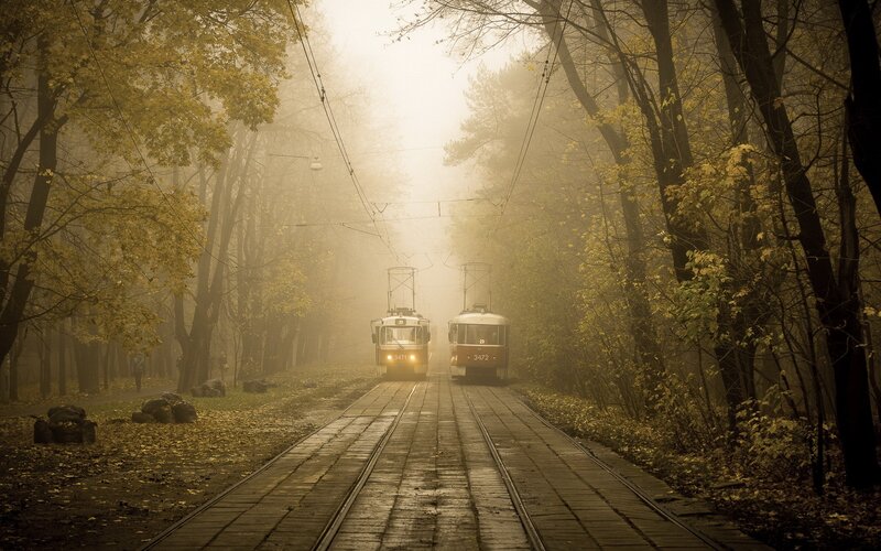 Two Trams in Forest — Yellow