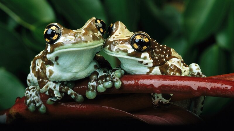 Two Tree Frogs — Brown