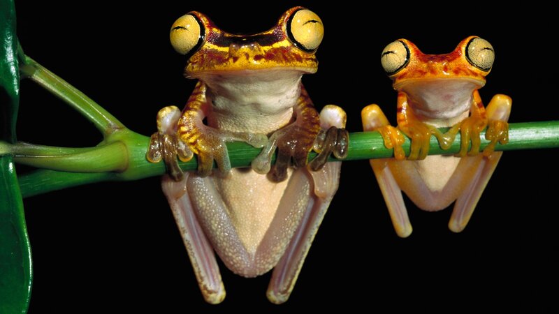 Two Tree Frogs on Branch — Green, Curious, Photograph
