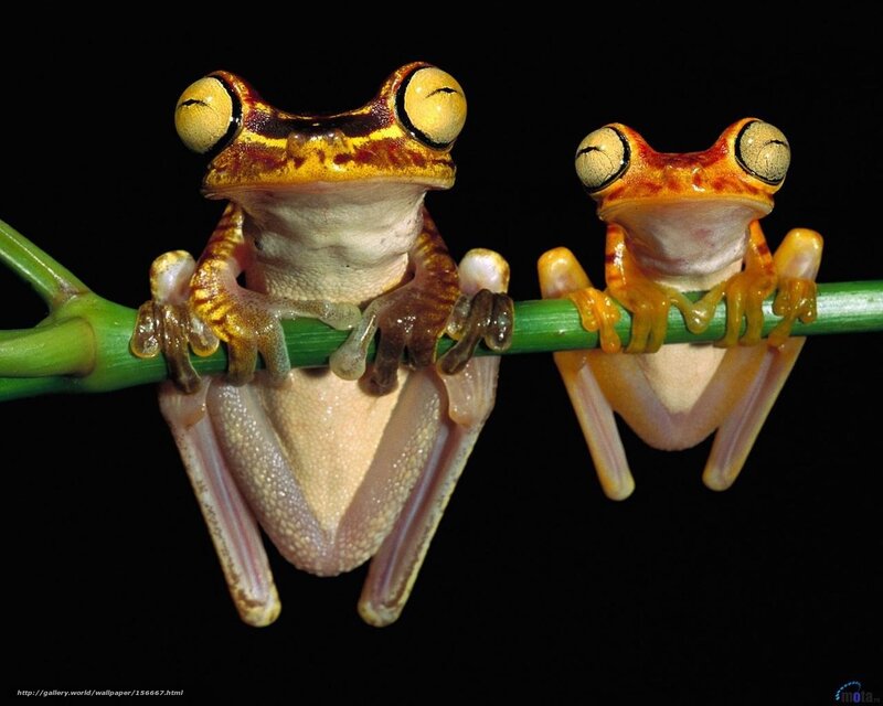 Two Tree Frogs on Branch — Green, Curious