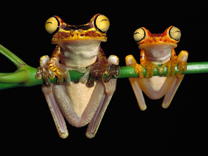 Two Tree Frogs on Branch — Green
