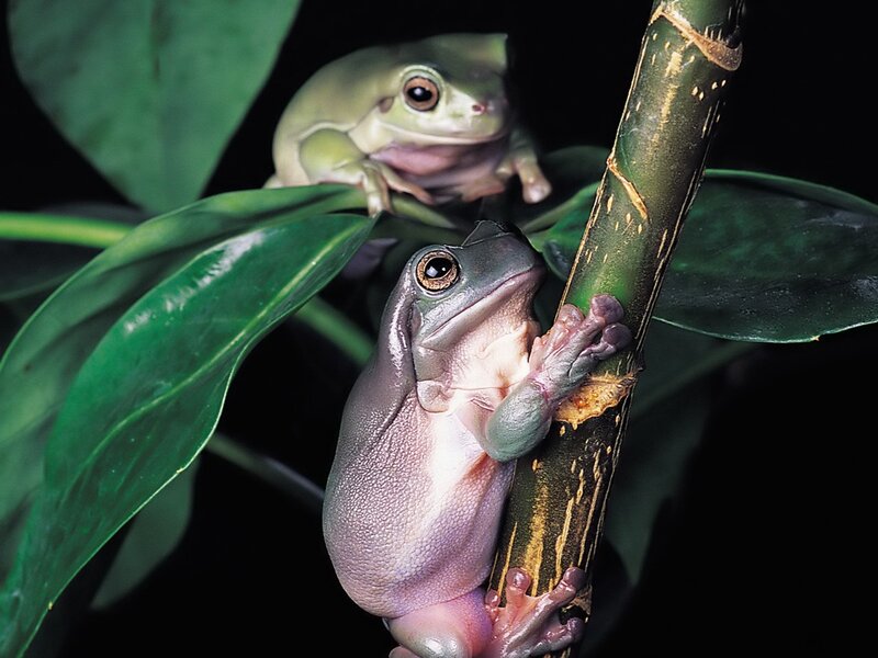 Two Tree Frogs on Branch