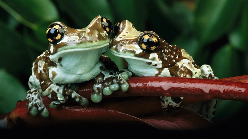 Two Tree Frogs