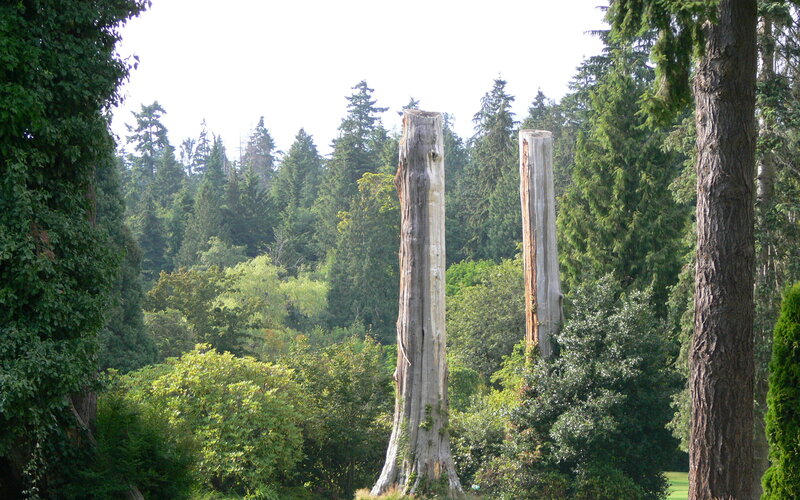 Two Tree Stumps