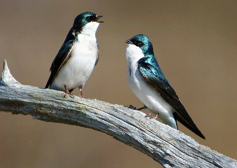 Two Tree Swallows