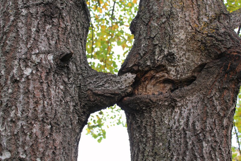 Two Tree Trunks — Brown