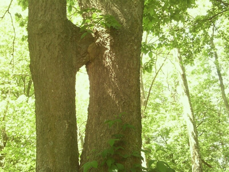 Two Tree Trunks