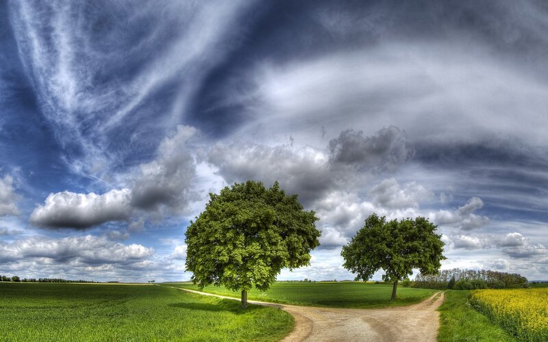 Two trees at a crossroads