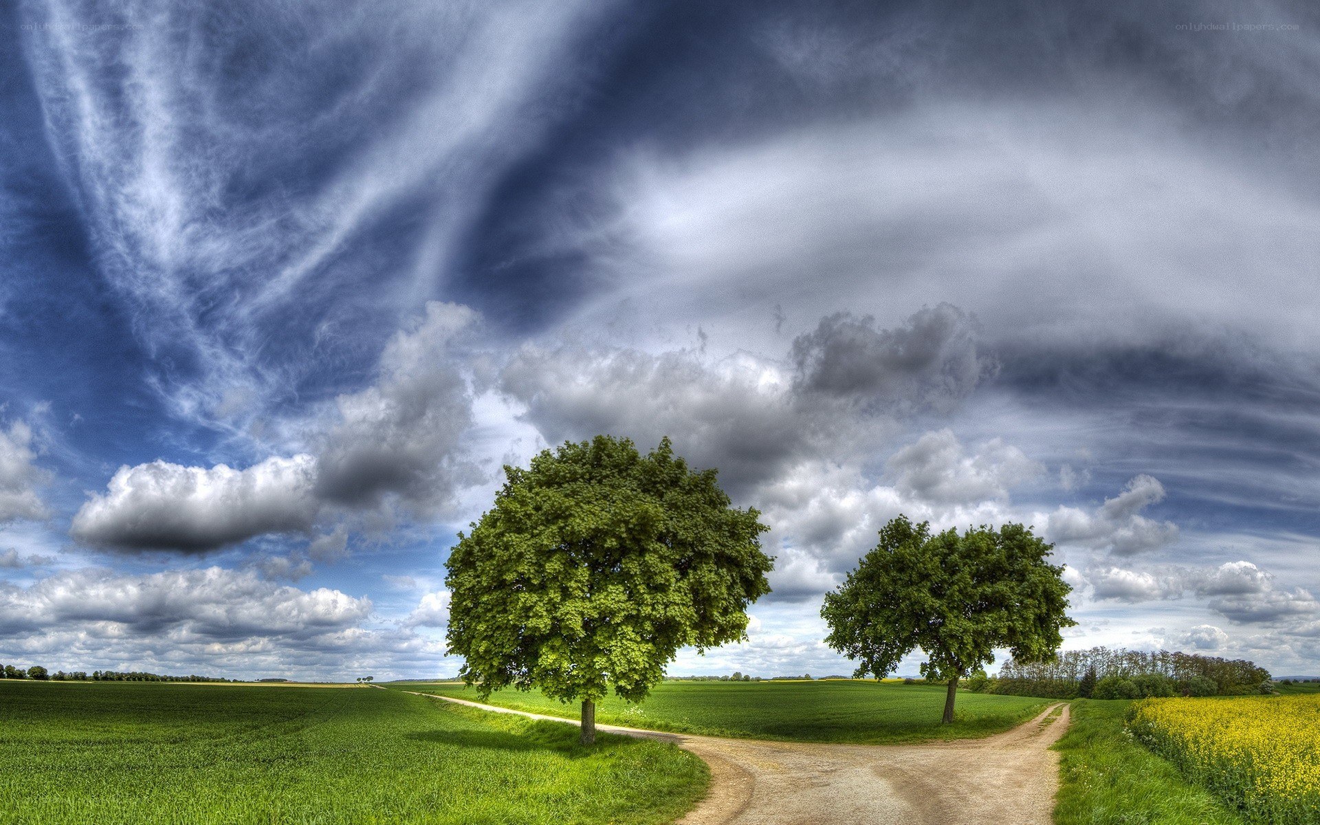 Two trees at a crossroads