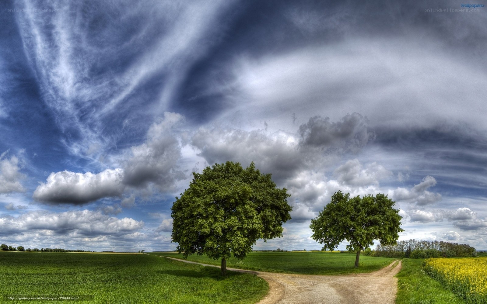 Two Trees at a Crossroads