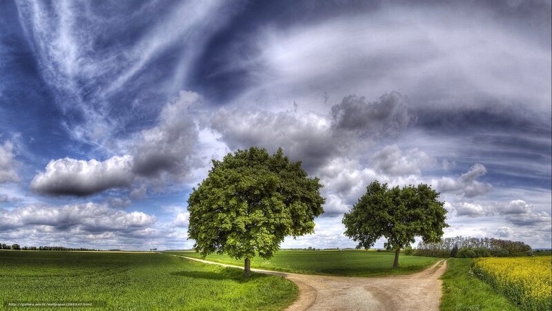 Two Trees at Crossroads — Green, Dramatic, Afternoon, Photograph, Field